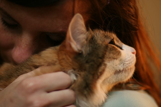 Feline Companionship