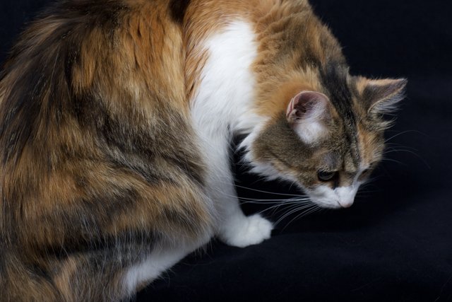 Calico Cat on Black Background