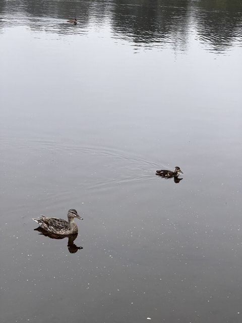 Serene Ducks on Mountain Lake