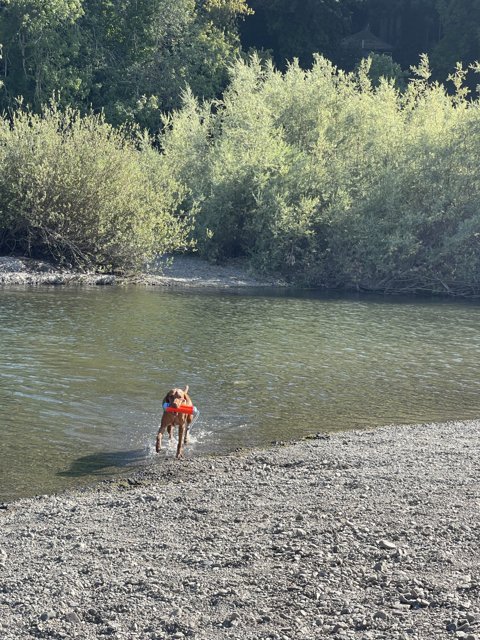 Canine Cooling Off