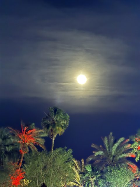 Lunar Serenity Over Palms