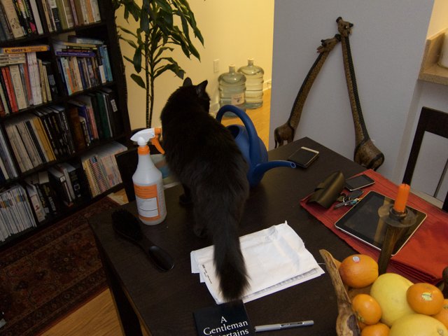 The Elegant Black Cat on the Wooden Table