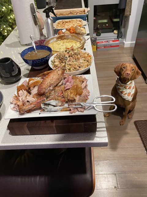 A Canine-Friendly Feast