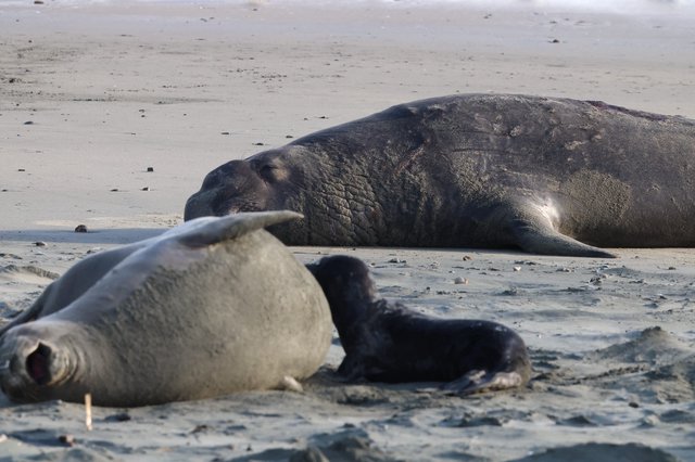 Elephant Seal Family Resting on Drakes Beach