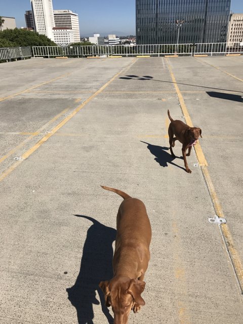 Two Canine Companions Running Free