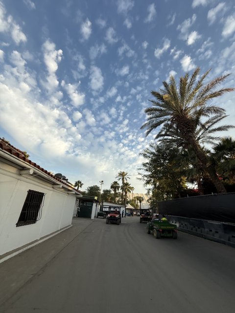 Palm-Lined Pathway