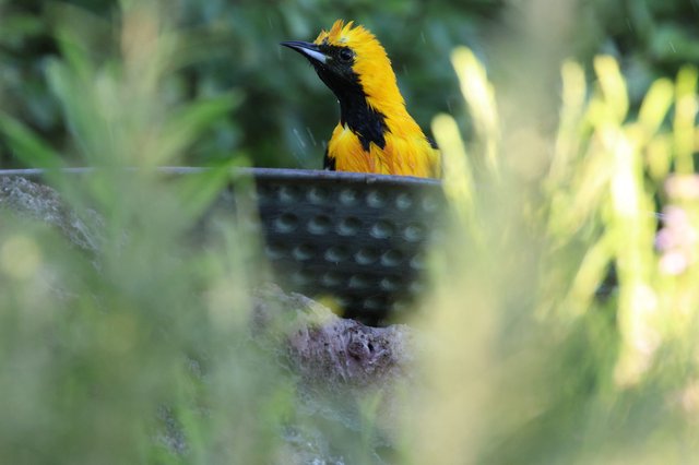 Hooded Oriole Perched Among Garden Foliage