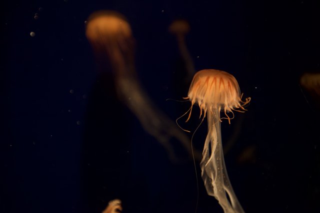 Glowing Sea Creatures