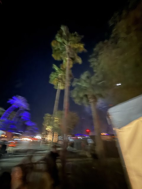 Palms and City Lights