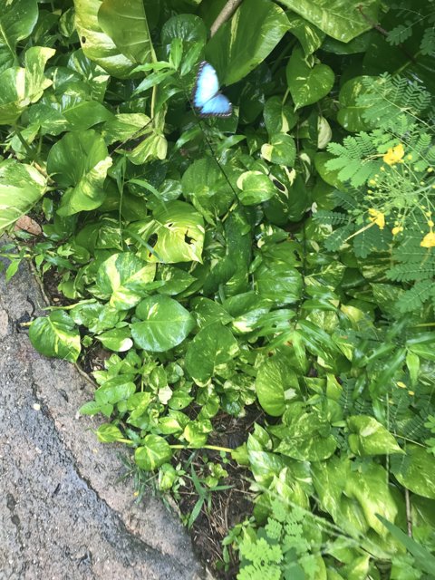 Blue Butterfly in a Garden Oasis