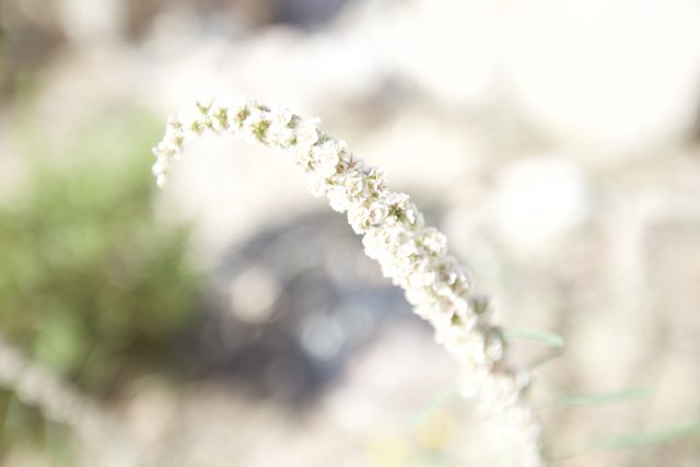 White Flowering Plant amidst Desert Grass