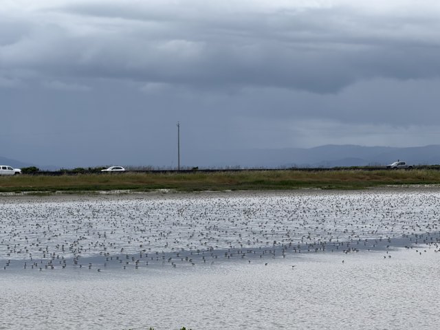 Avian Symphony by the Bay