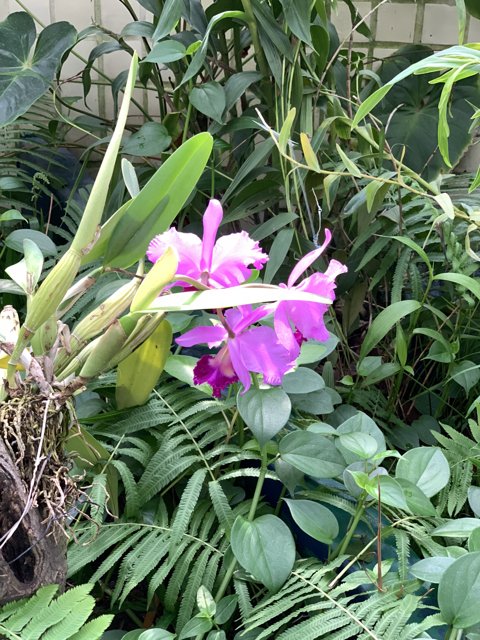 Purple Geranium flourishing in the Outdoors