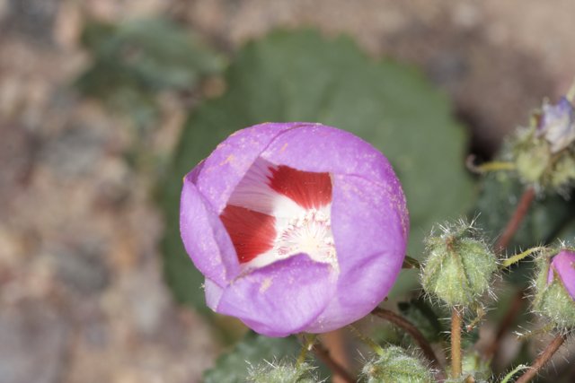 Purple Geranium Flower with White Center