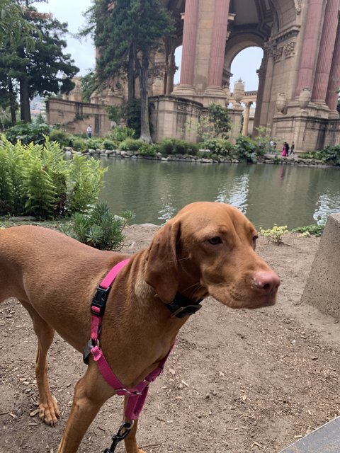 Pink-Collared Vizsla in Front of the Palace of Fine Arts Fountain