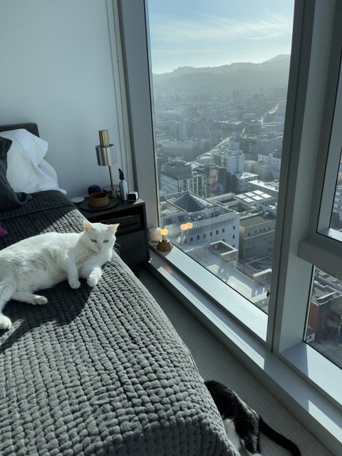 City Cat Naps in San Francisco Condo