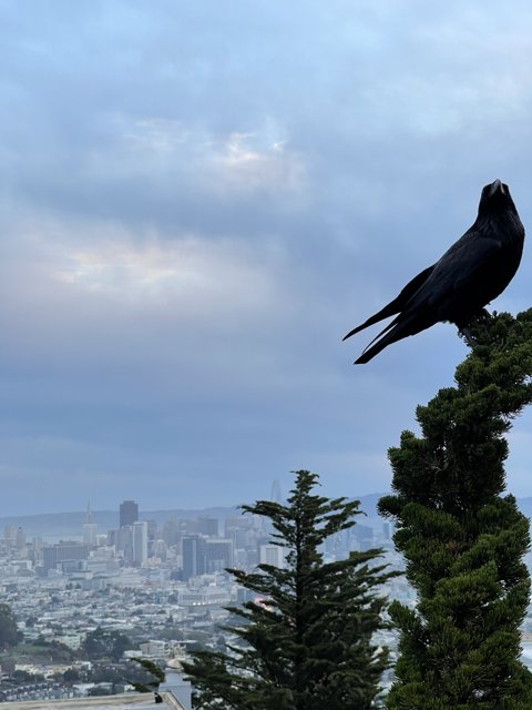 Urban Birdwatcher