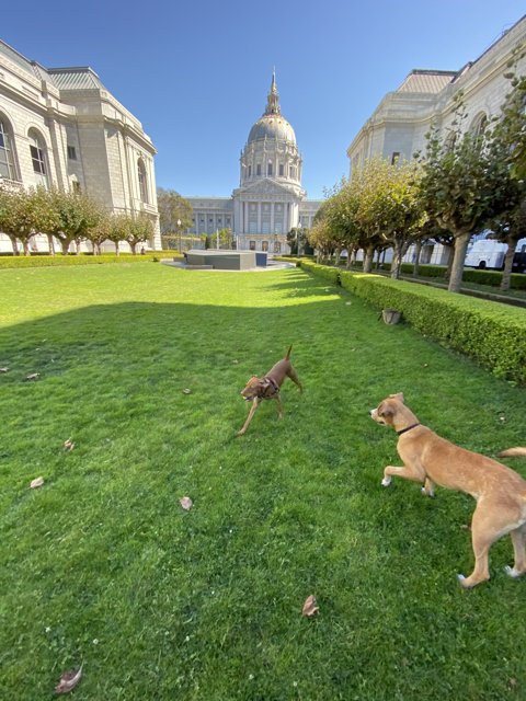 Running Puppers in front of the Capitol