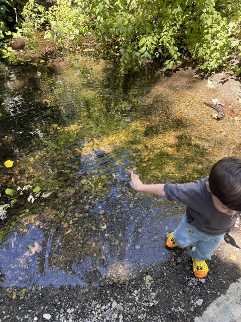 Curious Steps by the Creek