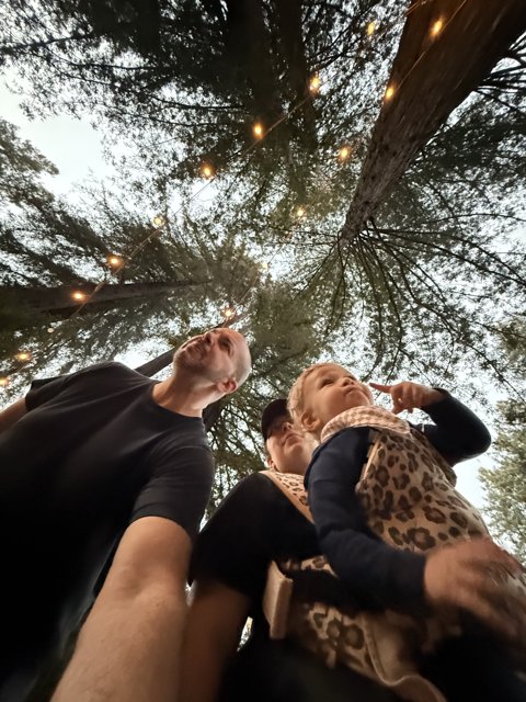 Forest Walk Among Giants