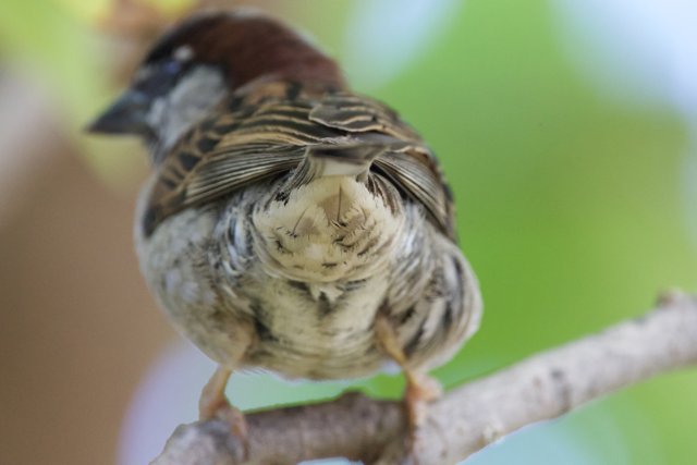 Feathered Serenity: A Sparrow's Repose at Honolulu Zoo