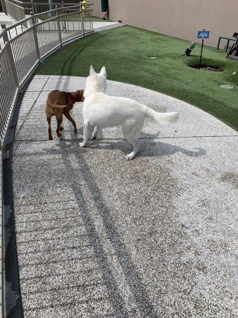Canine and Feline Fun in the California Sun
