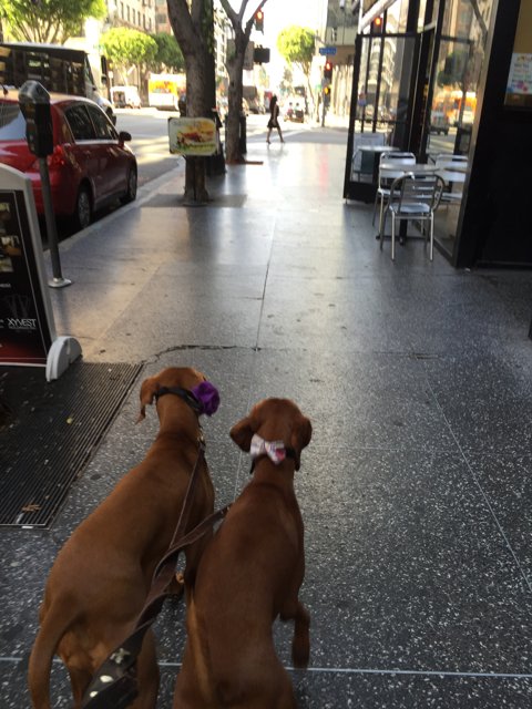 Walking the Dogs in LA