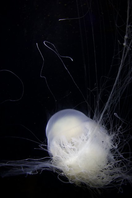 Ethereal Depths: The Enigma of the Jellyfish