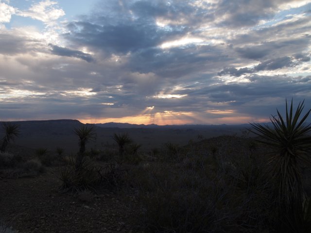 Desert Sunset with Agave Plants