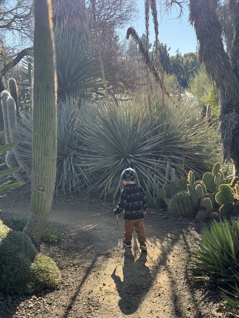 Wander Through the Cacti