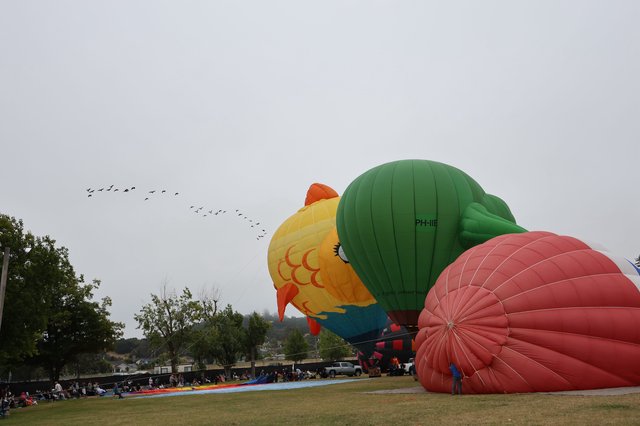 Giant Bird Balloons Inflate at Sonoma County Classic