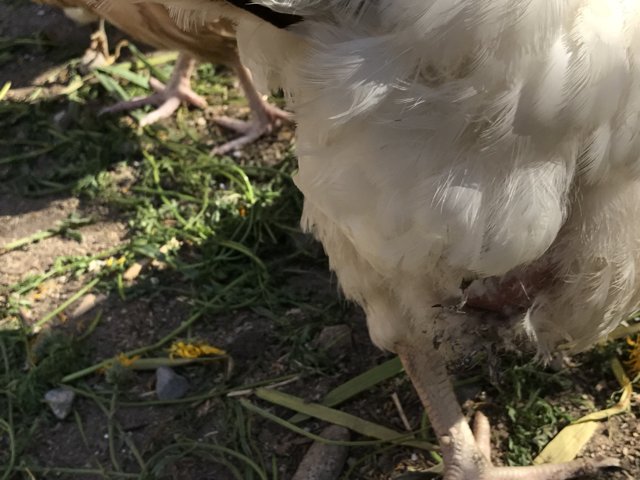 Upside-Down Chicken
