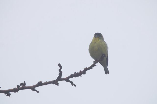 Yellow-Green Finch Perched on Winter Branch