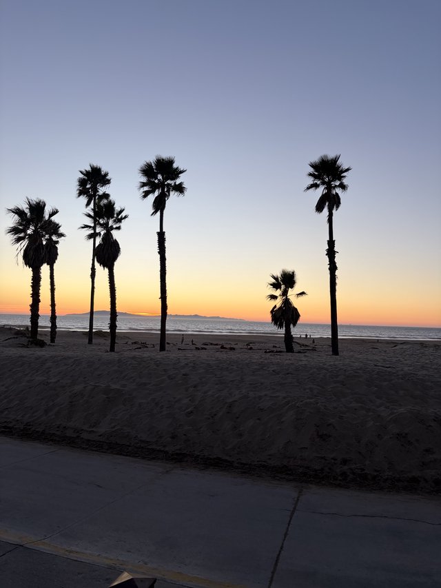 Palm Trees at Dusk on California Beach