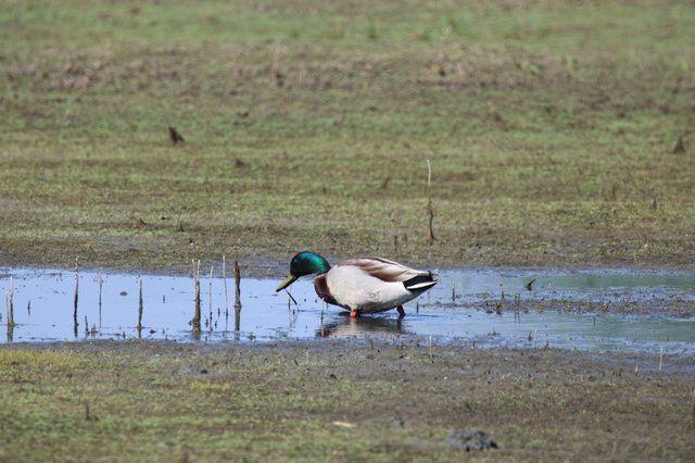 Northern Shoveler Drake Foraging in Shallow Wetland Pool