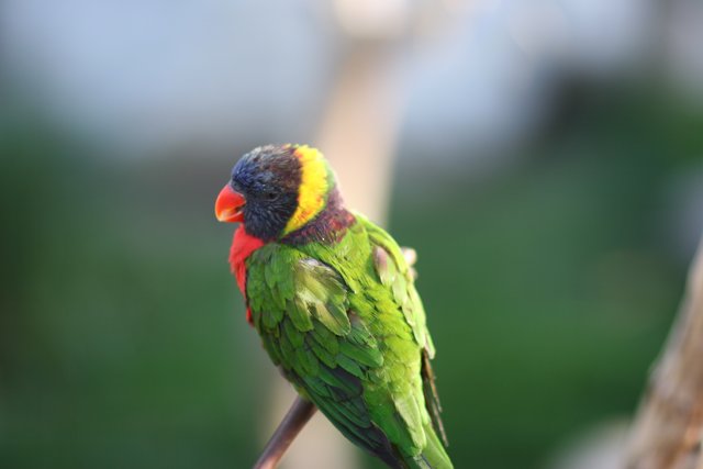 Vibrant Parakeet On Branch