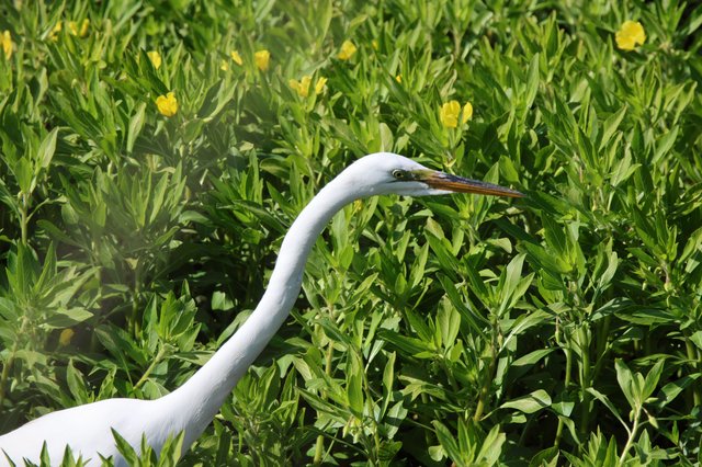 Great Egret Among Yellow Wildflowers in Wetland