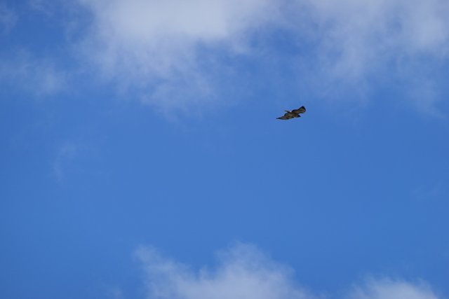Majestic Hawk Soaring Through the Spring Sky
