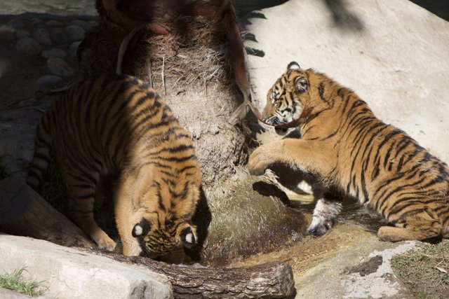 The Playful Tigers