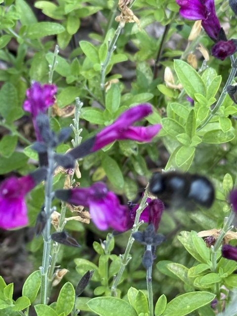 Dance of the Petals and Pollinators