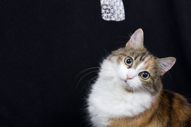 Calico Cat in Contrast