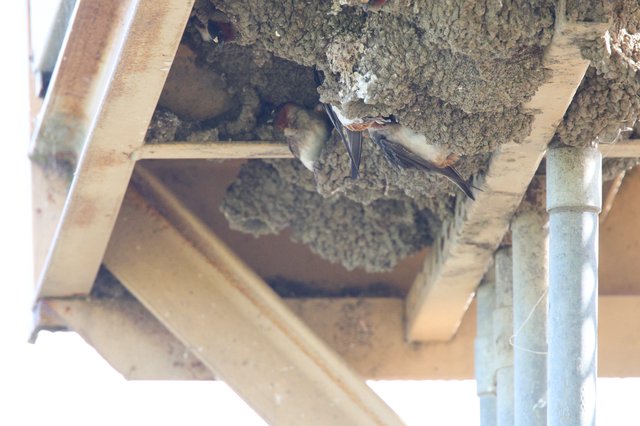 Cliff Swallows Building Mud Nests Under Bridge Eaves