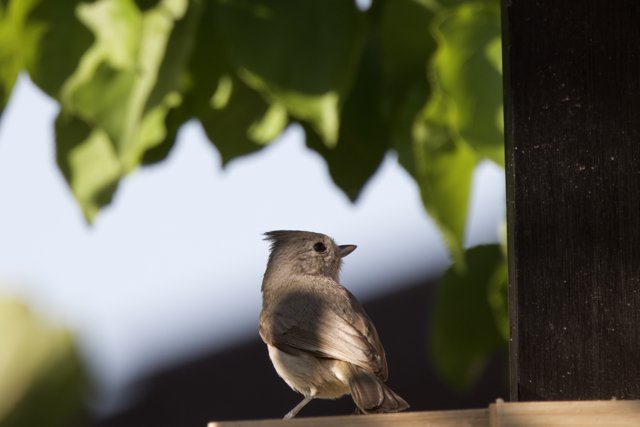 Perched in Serenity