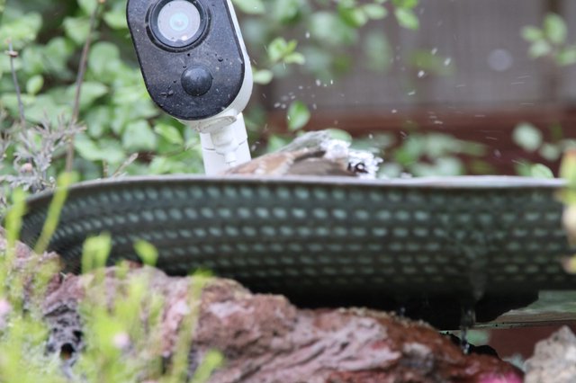 Bird Bathing in Garden Fountain with Security Camera