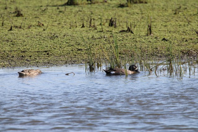Blue-winged Teals Foraging in Wetland Shallows