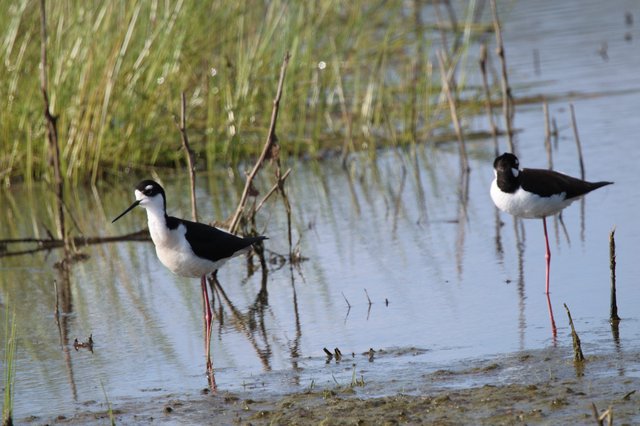 Black-necked Stilts Wading in Shallow Wetland Waters