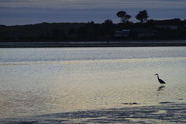 Dusk Bird Standing Serenely in the Water