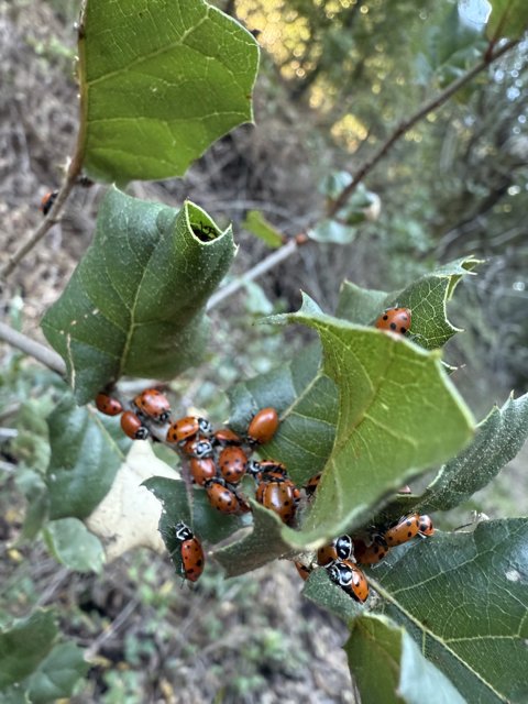 Ladybug Gathering on the Huckleberry Trail