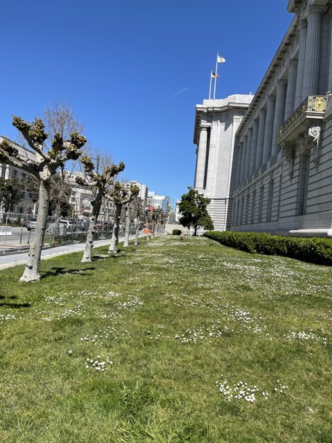 Serenity at San Francisco City Hall