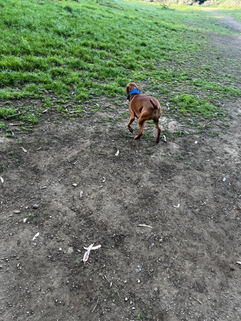 Joyous Boxer Pup Galloping Across the Lush Fields
